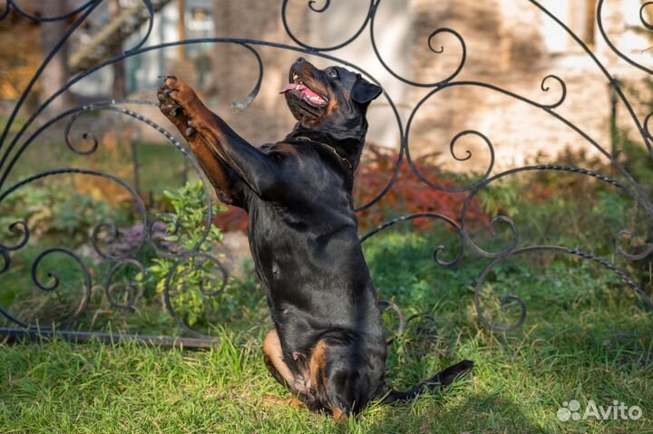 Дрессировка собак. Социализация