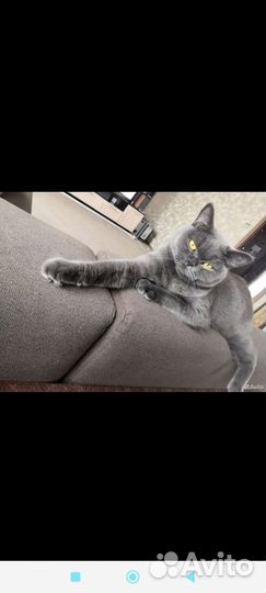 Кошка британка