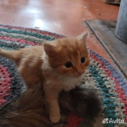 Кошка