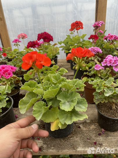 Пеларгония герань зональная