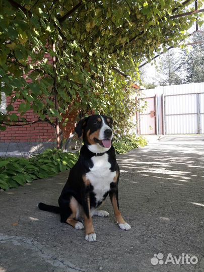 Передержка, зоогостиница для кошек, собак, птиц и