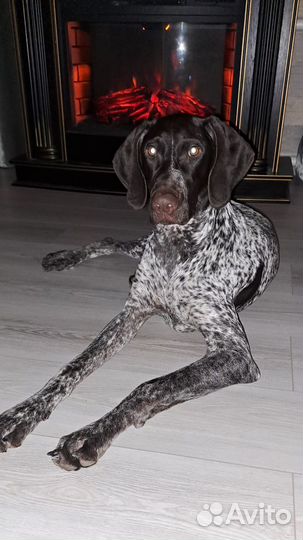 Собака для вязки