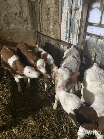 Телята бычки