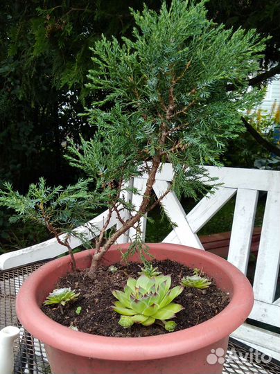 Вейгела, Можжевельник