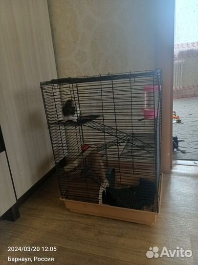 Крыса домашняя