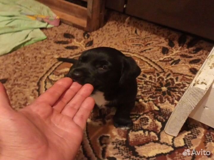 Щенки помесь таксы