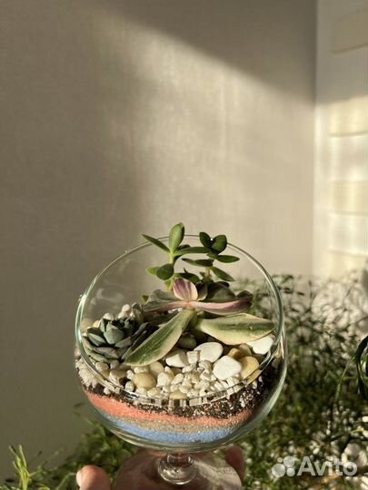 Флорариум суккуленты