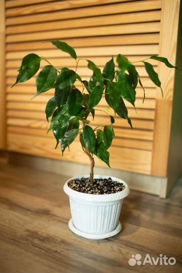 Фикусы разные