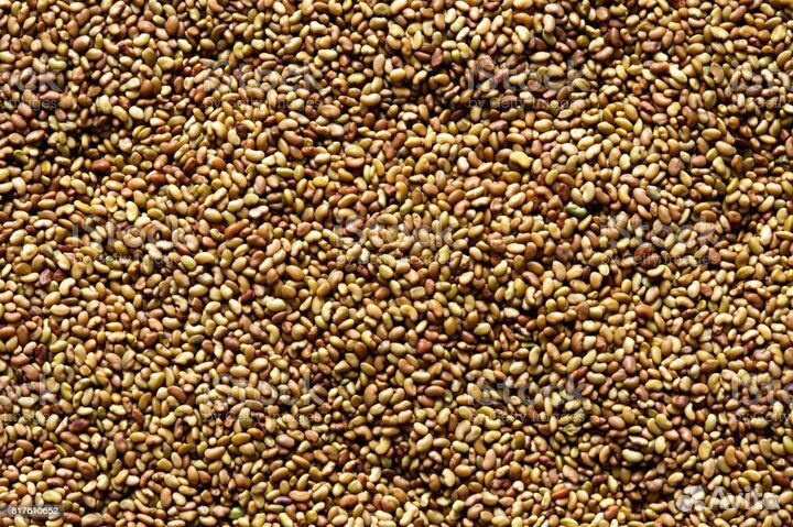 Семена люцерны