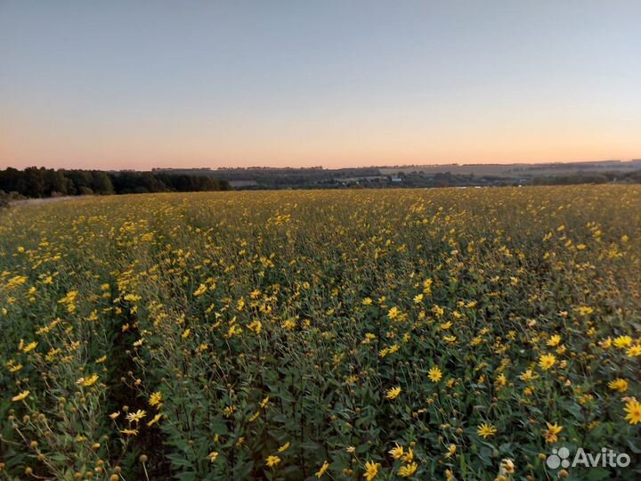 Народная медицина топинамбур