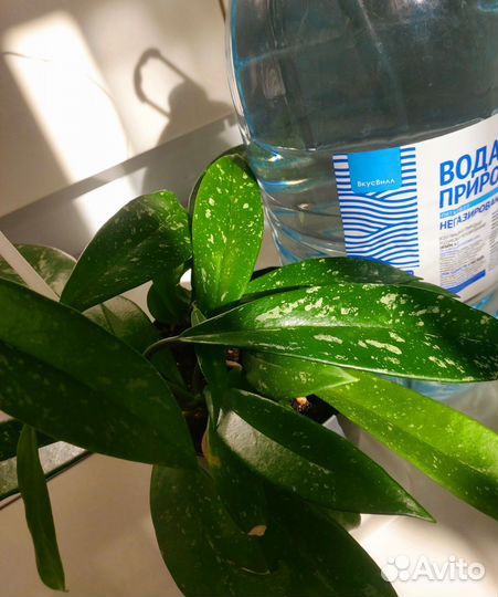 Хойя взрослая