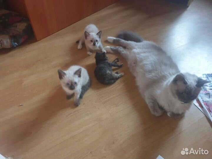 Котята в добрые руки