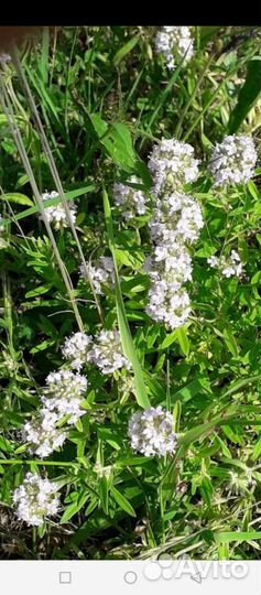 Чабрец сушеный, в упаковке 650 грамм