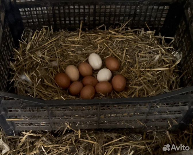 Домашние куриные яйца
