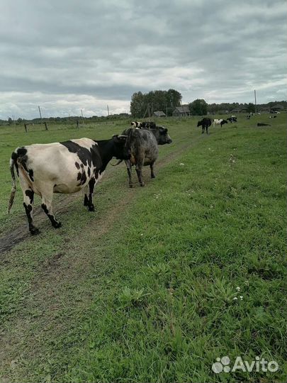 Продам коров Бычков телят