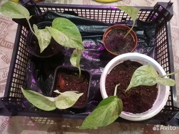 Сциндапсус разные