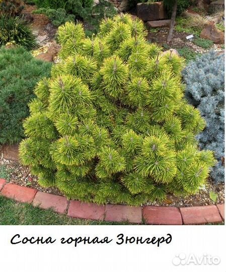 Сосна горная саженцы