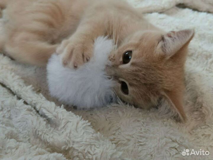 Котята в добрые руки приучены к лотку