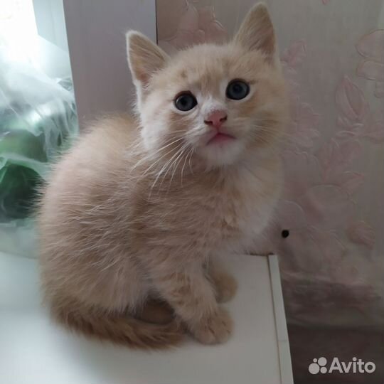 Отдам котёнка