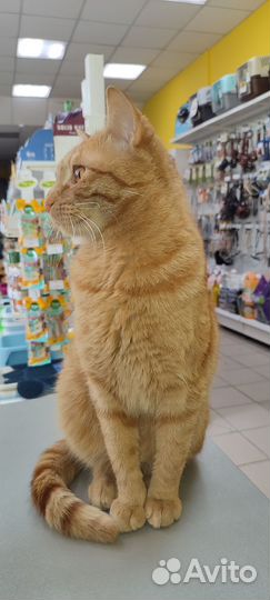 Кот в добрые руки