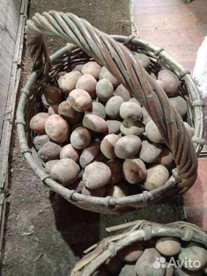 Продам мелкий картофель
