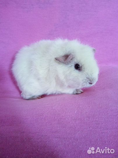 Морская свинка девочка амер. тедди