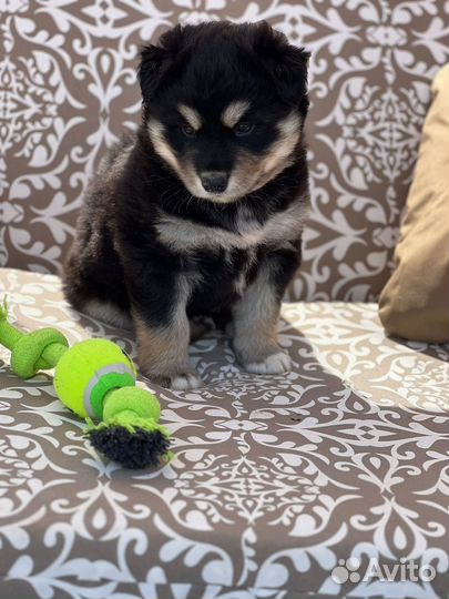 Щенки в дар в добрые руки