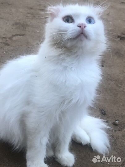 Шотланский котенок