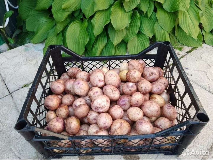 Картофель домашний