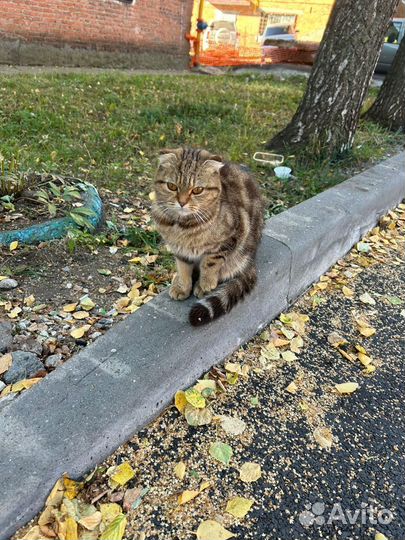 Кошка шотландская вислоухая в добрые руки