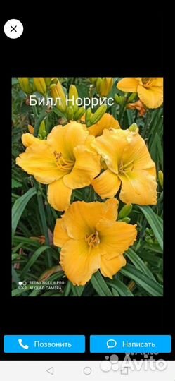 Лилейники и лилии