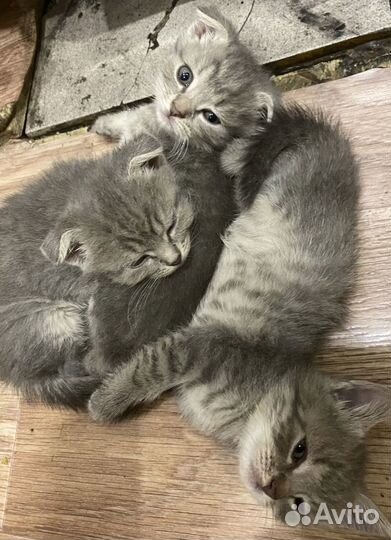Котята в хорошие руки