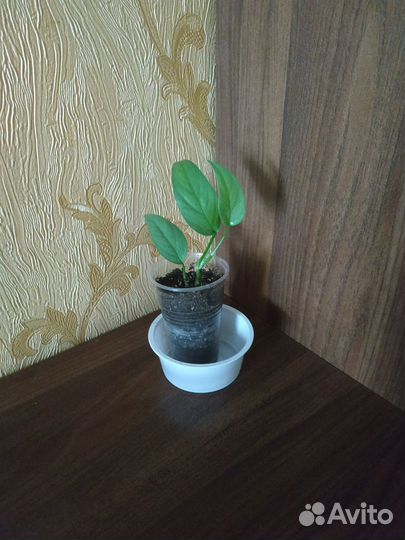 Эпипремнумы (сциндапцус)