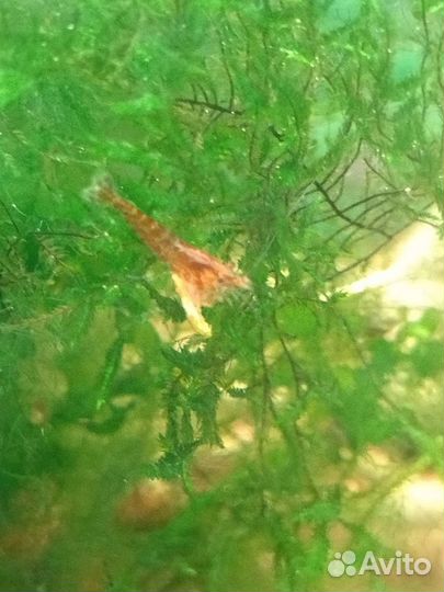 Продам аквариумных креветок