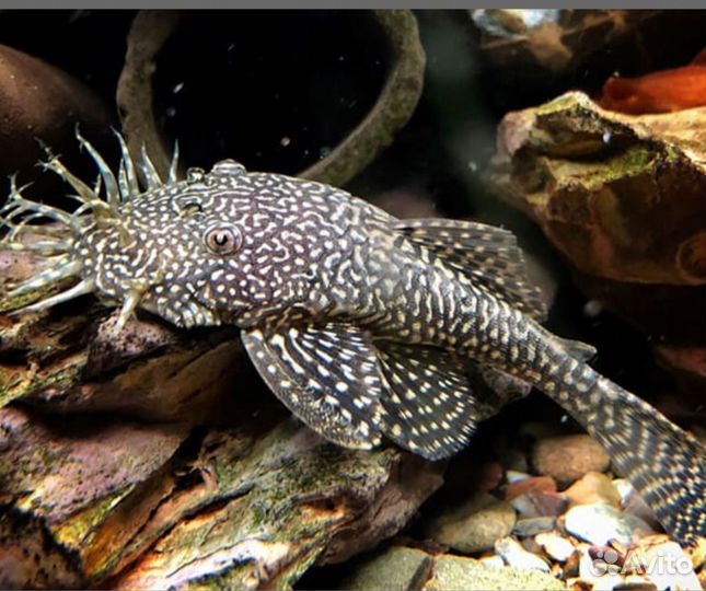 Сомики анцитрусы