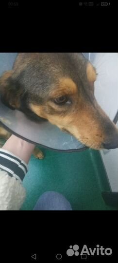 Собачка ищет дом