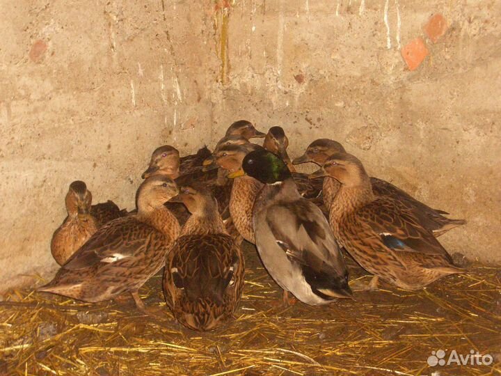 Подсадные утки