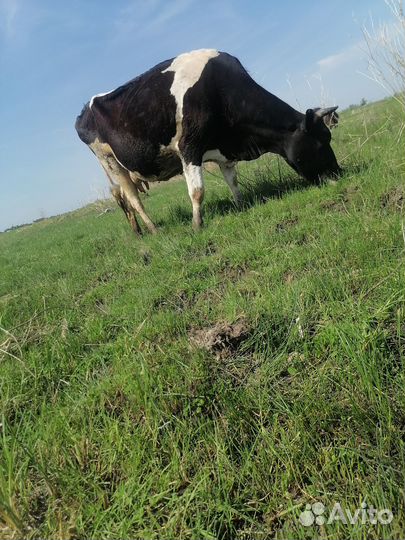 Продам коров