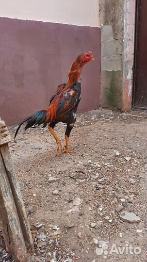 Бойцовая птица