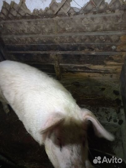 Продам хряка