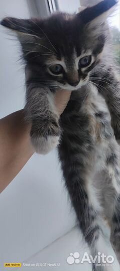 Кошки в добрые руки