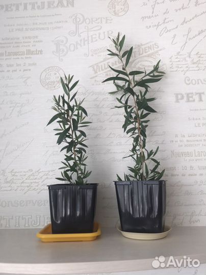 Каллистемон