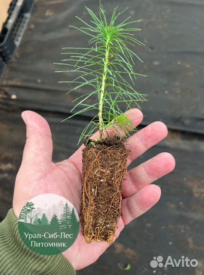 Сеянцы зкс Сосна Ель Лиственница окс Голуб Горн