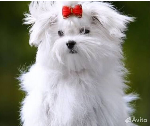 Мальтезе мальчики