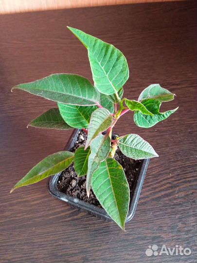 Пуансеттия Рождественский цветок