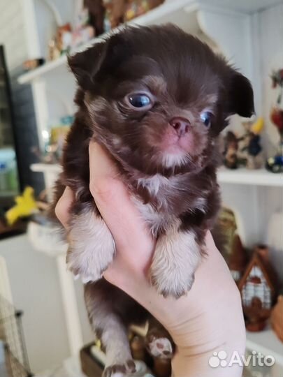 Элитный Шоколад Документы РКФ