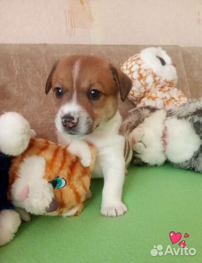 Джек Рассел терьер Щенки