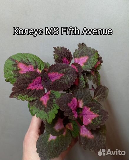 Колеус