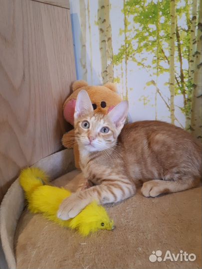 Кот в добрые руки