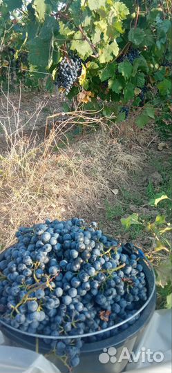 Виноград технический